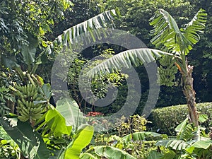 Macau Chinese Medicine Herb Park Banana Ecological Trail Garden of Medicinal and Aromatic Plants and South China Medicinal Plants