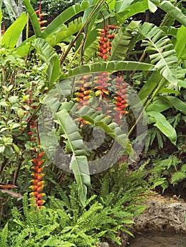 Macau Coloane Seac Pai Van Wetlands Macao Tropical Flower Bird of Paradise Nature Garden Heliconia Rostrata Hanging Lobster Claw