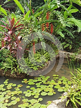 Macau Coloane Seac Pai Van Wetlands Macao Tropical Flower Bird of Paradise Nature Garden Heliconia Rostrata Hanging Lobster Claw