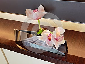 Macau Cotai Stylish Morpheus Hotel Room Amenities Living Room Flower Vase Zaha Hadid Interior Design