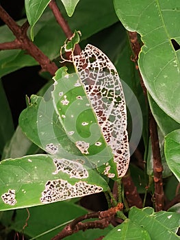 Macau Nature Coloane Wetland Park Outdoor Green Plants Leaves Veins Growth Pattern Skeleton