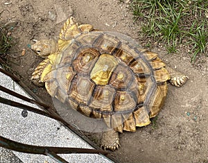 Macau Nature Giant Money Turtle Golden Tortoise Testudines Terrapins Pet Oracle Shell Pattern Paws Animal Retractable Neck Body