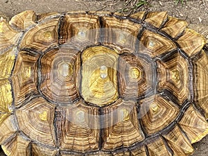 Macau Nature Giant Money Turtle Golden Tortoise Testudines Terrapins Pet Oracle Shell Pattern Paws Animal Retractable Neck Body