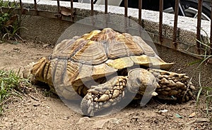 Macau Nature Giant Money Turtle Golden Tortoise Testudines Terrapins Pet Oracle Shell Pattern Paws Animal Retractable Neck Body