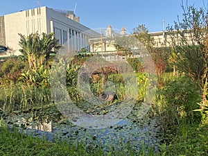 Macau Taipa Nature Natural Habitat Wetland Birds Landscape China Macao Outdoor Birdwatching