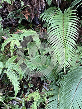 Macau Taipa Nature Natural Habitat Wetland Birds Landscape China Macao Outdoor Plants Green Fresh Fern Leaves Life Growth Oxygen