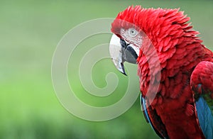 Macaw 01