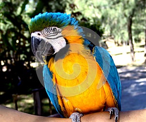 Macaw
