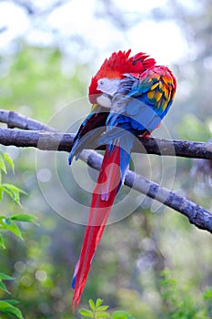 Macaw photo