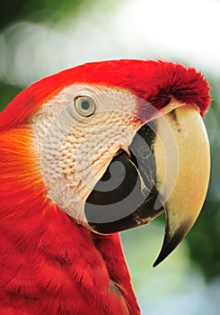 Macaw