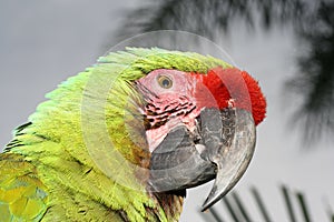 Macaw