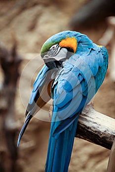 Macaw photo