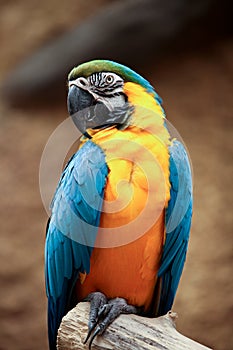 Macaw photo