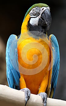 Macaw