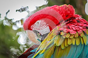 Macaw