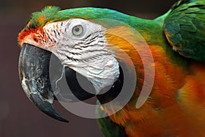 Macaw