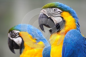 Macaw