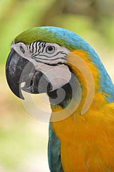 The macaw