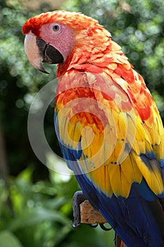 Macaw