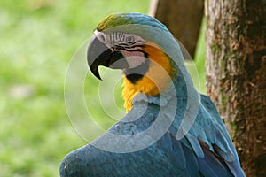 Macaw