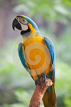 Macaw