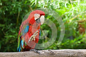 Macaw