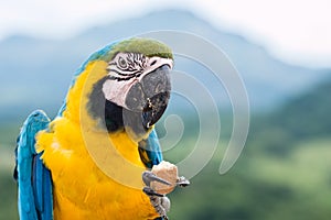 Macaw