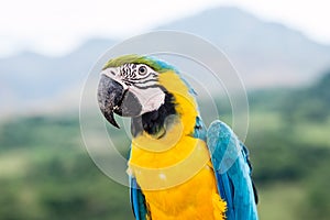 Macaw