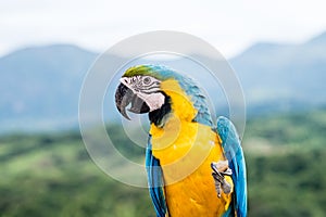 Macaw