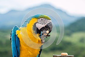 Macaw