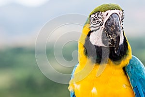 Macaw