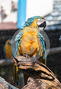 Macaw