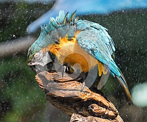 Macaw