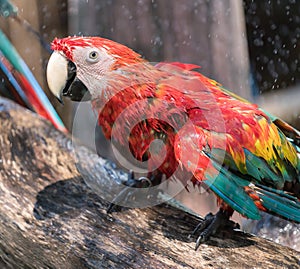 Macaw