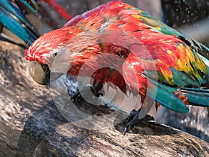 Macaw