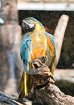 Macaw