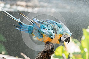 Macaw