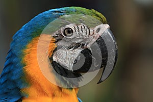 Macaw