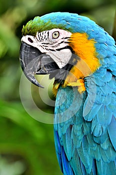 Macaw