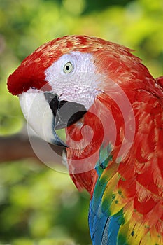 Macaw