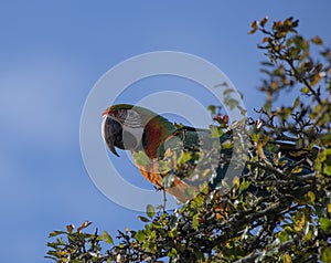 Macaw Ara ararauna in Tree