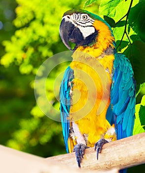 Macaw (Ara chloropterus) in forest