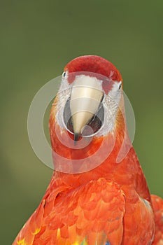 Macaw, Ara severa