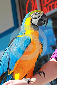 Macaw on arm