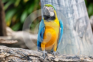 Macaw aviary