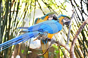 macaw bird couple standing at wood