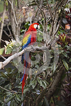 Macaw bird full length image sitting in a tree