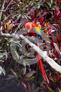 Macaw bird full length perched on a branch in a jungle