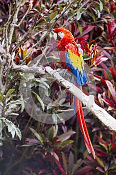 Macaw bird full length side profile while perched on a branch
