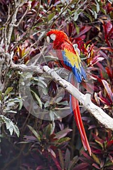 Macaw bird full length side profile while perched in a tree